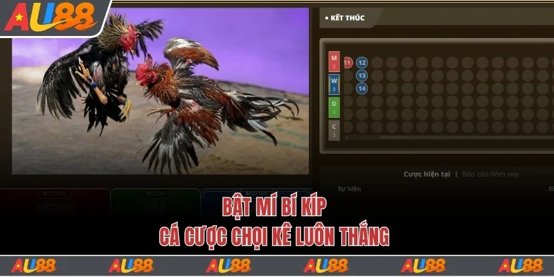 Bật mí bí kíp cá cược chọi kê luôn thắng