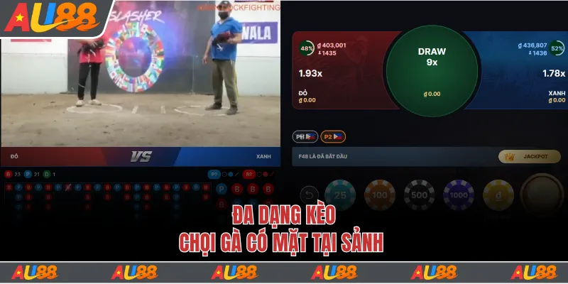 Đa dạng kèo chọi gà có mặt tại sảnh