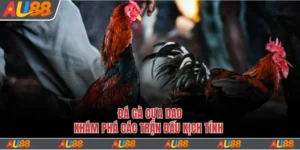 đá gà cựa dao