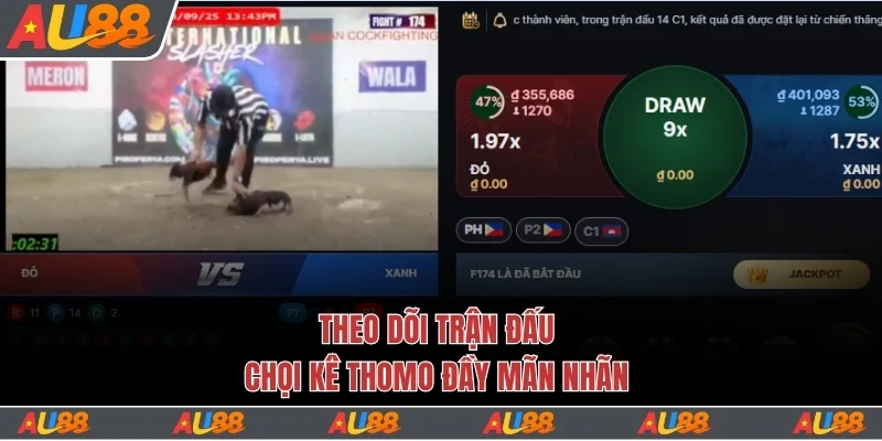 Theo dõi trận đấu chọi kê Thomo đầy mãn nhãn