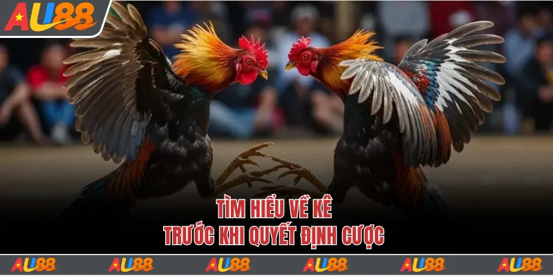 Đá Gà Cựa Dao Tại Au88 Đặt Cược Dễ Dàng, Thưởng Lớn 2 Tìm hiểu sơ lược về đá gà cựa dao Au88