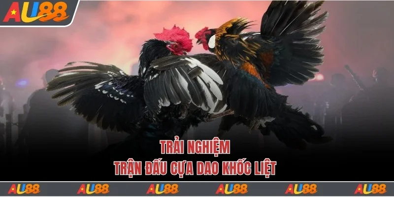 Trải nghiệm trận đấu cựa dao khốc liệt